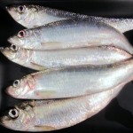 Herring : Silver of the Sea