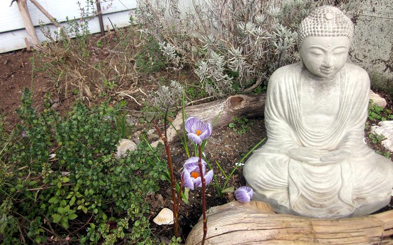 Zen Garden Spring 2013