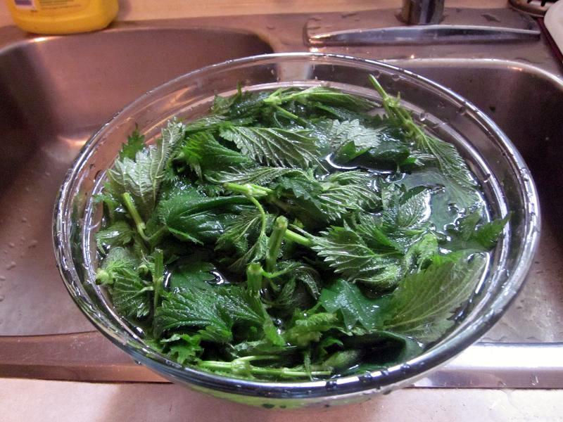 Nettles - Before cooking.