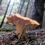 Golden Chanterelle Mushrooms