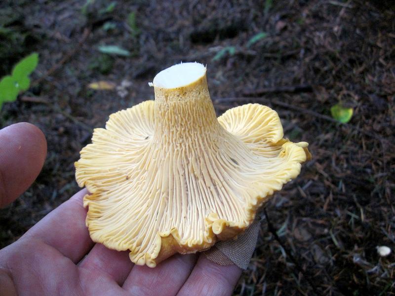 shroom6 shroom6