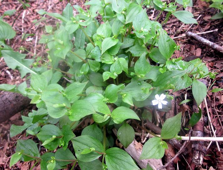 Spring Beauty 3 - Siberian Miners Lettuce