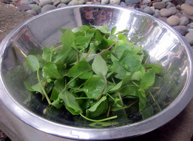 Spring Beauty 6 - Siberian Miners Lettuce