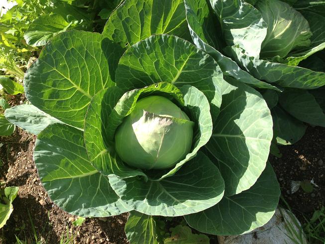 Disco Thistle Cabbage
