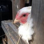 Full Circle : Thoughts From A Chicken Slaughter