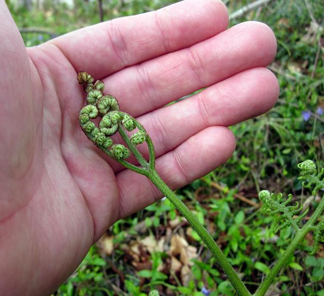 Bracken Fern - Not Edible!