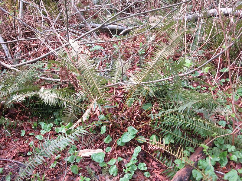 Sword Fern - Maybe Edible?