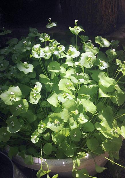 miners Lettuce Au Lardon 2