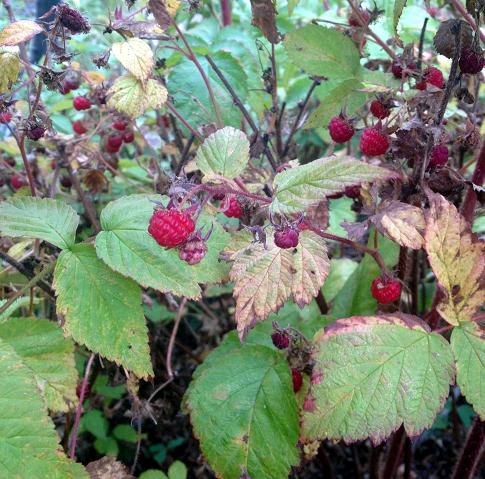 Wild Raspberries 2