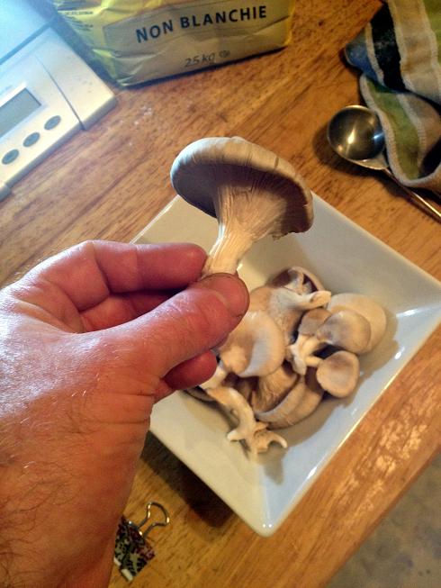 Cultivated Oyster Mushrooms