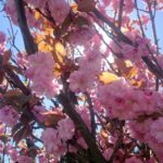 Cherry Blossoms!