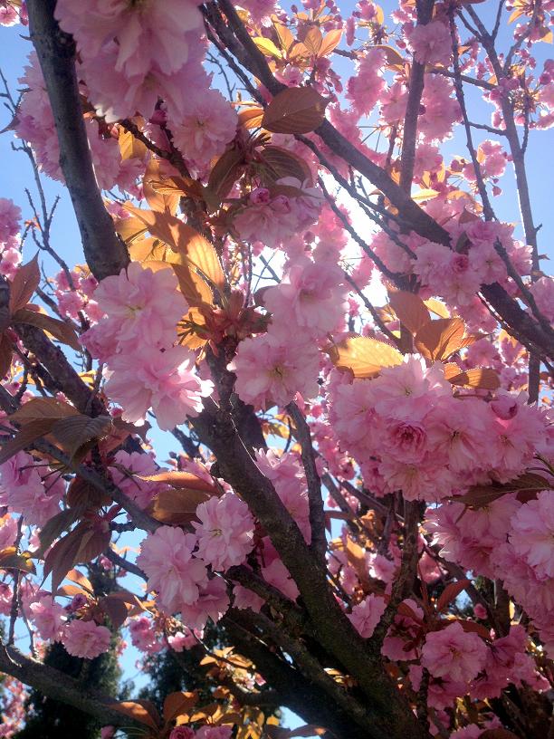 Cherry Blossoms! - Eat, Drink