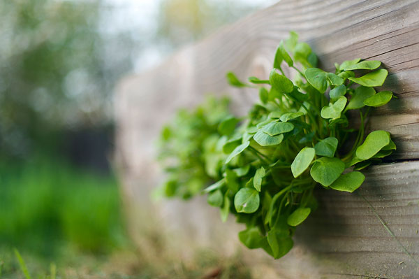 via http://honest-food.net/2016/02/08/hunt-gather-talk-4-early-spring/